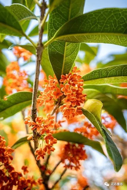 桂花什么时候开花_桂花开花时候怎么养护_桂花开花时候可以扦插吗