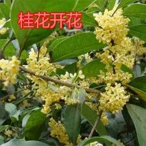 桂花开花的时候_桂花什么时候开花_桂花开花时候可以扦插吗