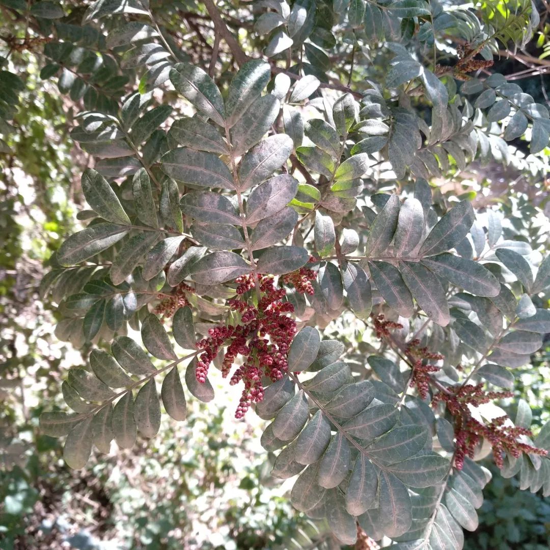 清香木_清香木价格_清香木树盆景