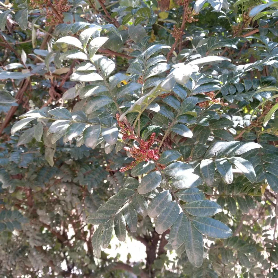 清香木价格_清香木_清香木树盆景