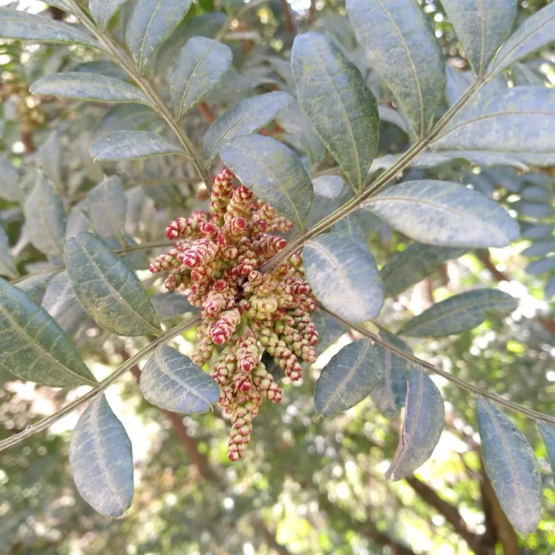 清香木树盆景_清香木价格_清香木