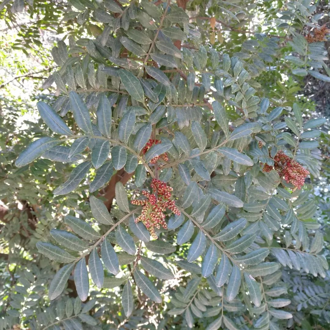 清香木_清香木树盆景_清香木价格