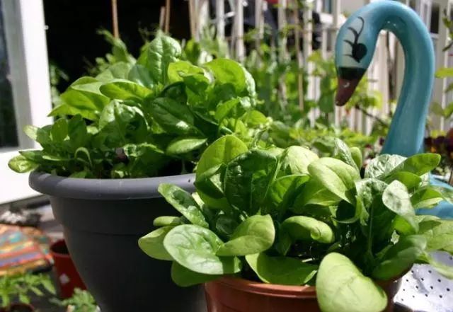 茄子用什么肥料高产_茄子适合肥料种植吗_最适合茄子的肥料