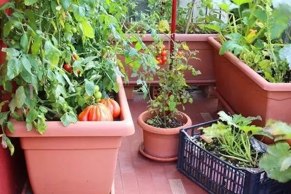 最适合茄子的肥料_茄子用什么肥料高产_茄子适合肥料种植吗