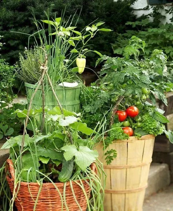 茄子用什么肥料高产_最适合茄子的肥料_茄子适合肥料种植吗