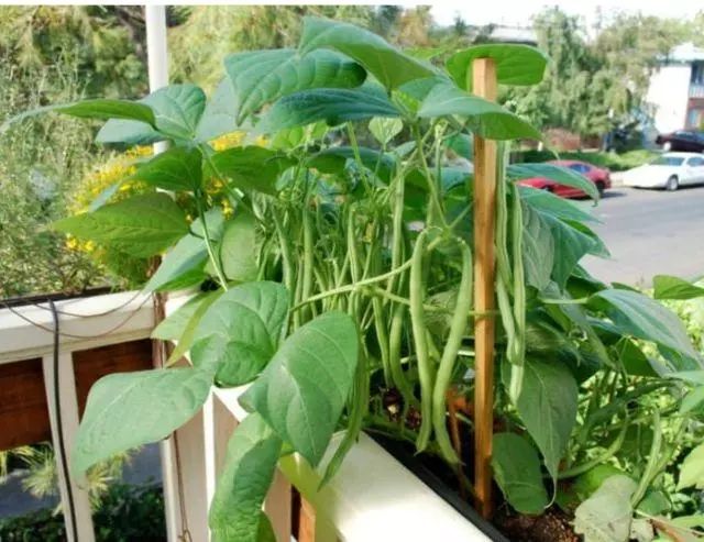 茄子用什么肥料高产_最适合茄子的肥料_茄子适合肥料种植吗