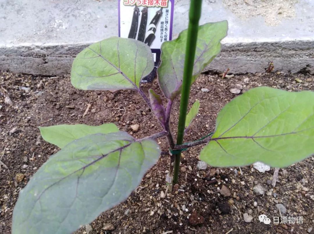 最适合茄子的肥料_茄子适合肥料吗_茄子适合肥料种植吗