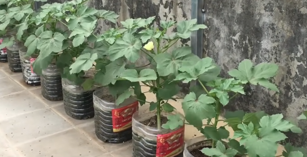 露天种植蔬菜季节表_6月份露天种什么蔬菜好_露天蔬菜种植时间