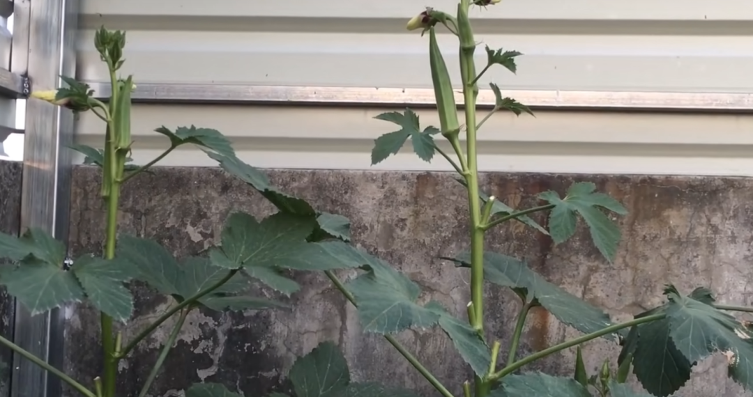 露天种植蔬菜季节表_露天蔬菜种植时间_6月份露天种什么蔬菜好