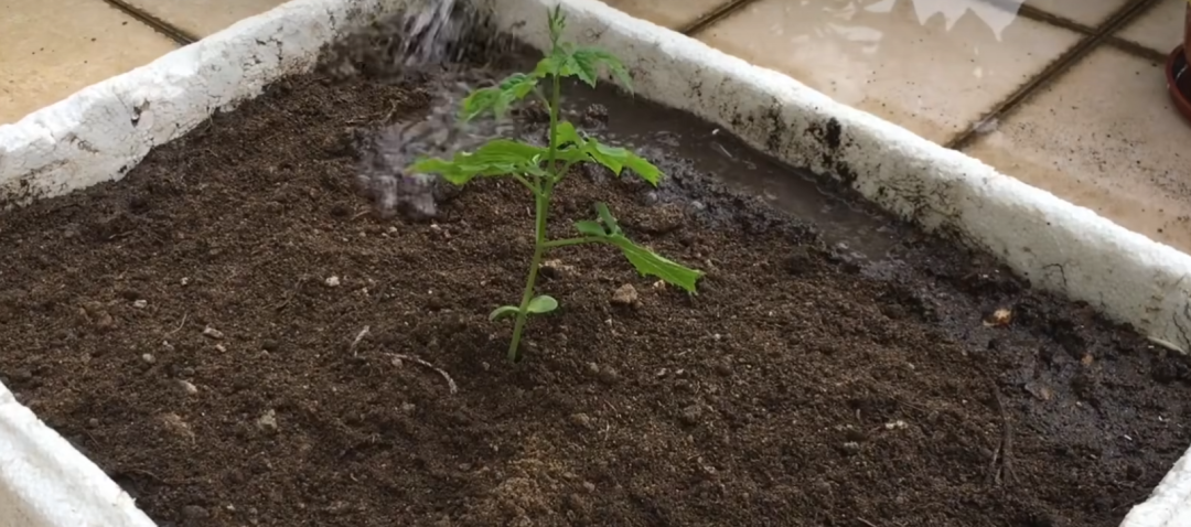 露天蔬菜种植时间_露天种植蔬菜季节表_6月份露天种什么蔬菜好