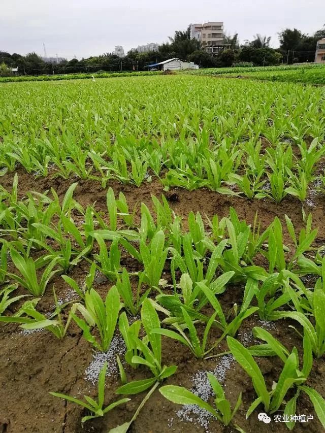 露天蔬菜月份种好还是不种_露天种菜时间_6月份露天种什么蔬菜好