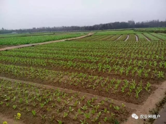 6月份露天种什么蔬菜好_露天种菜时间_露天蔬菜月份种好还是不种