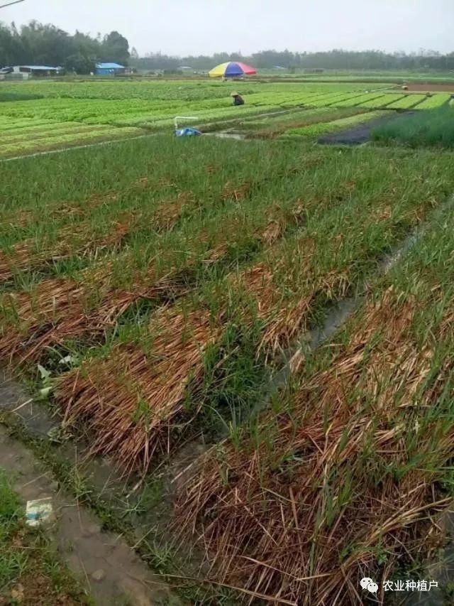 露天蔬菜月份种好还是不种_露天种菜时间_6月份露天种什么蔬菜好