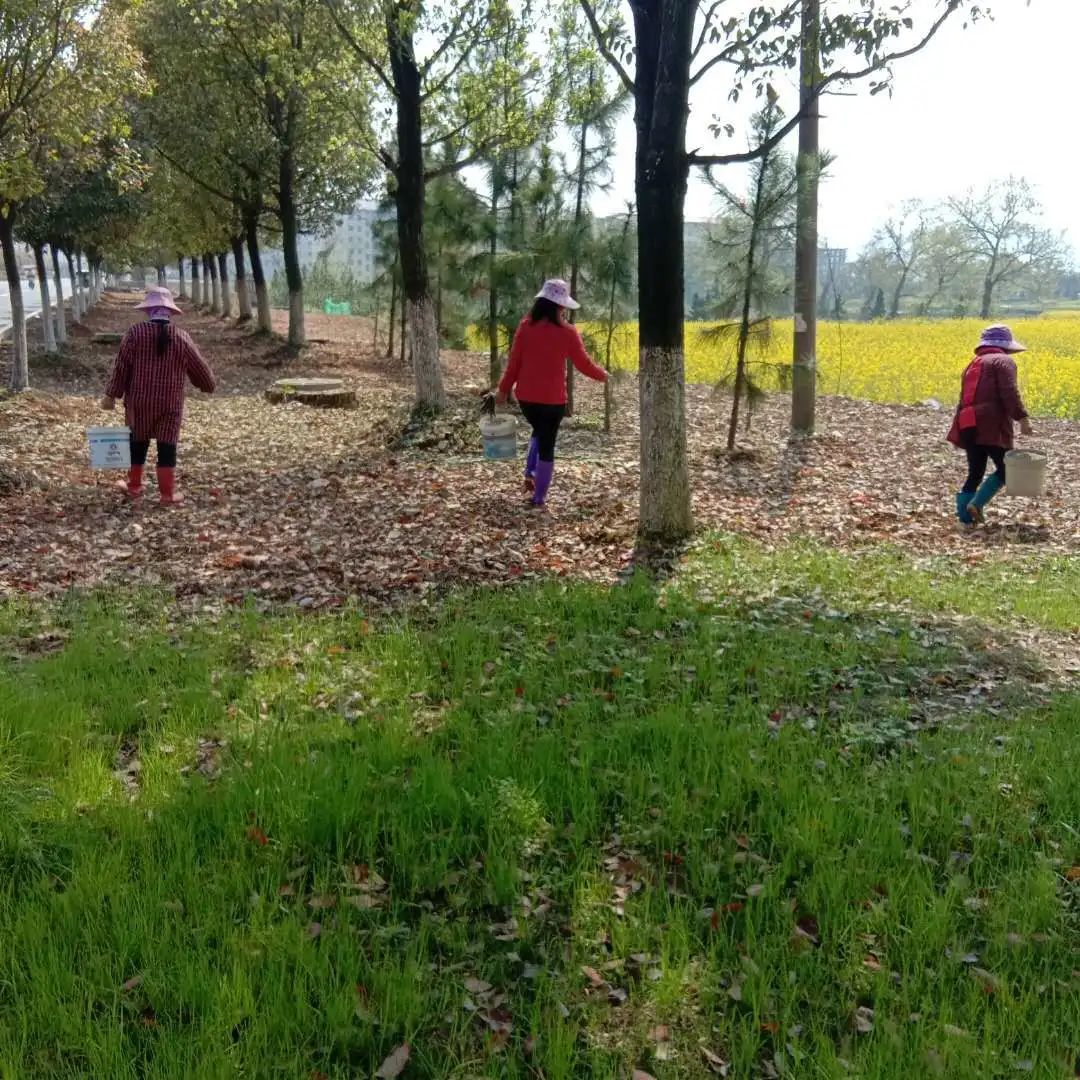 香泡树_香泡树_香泡树