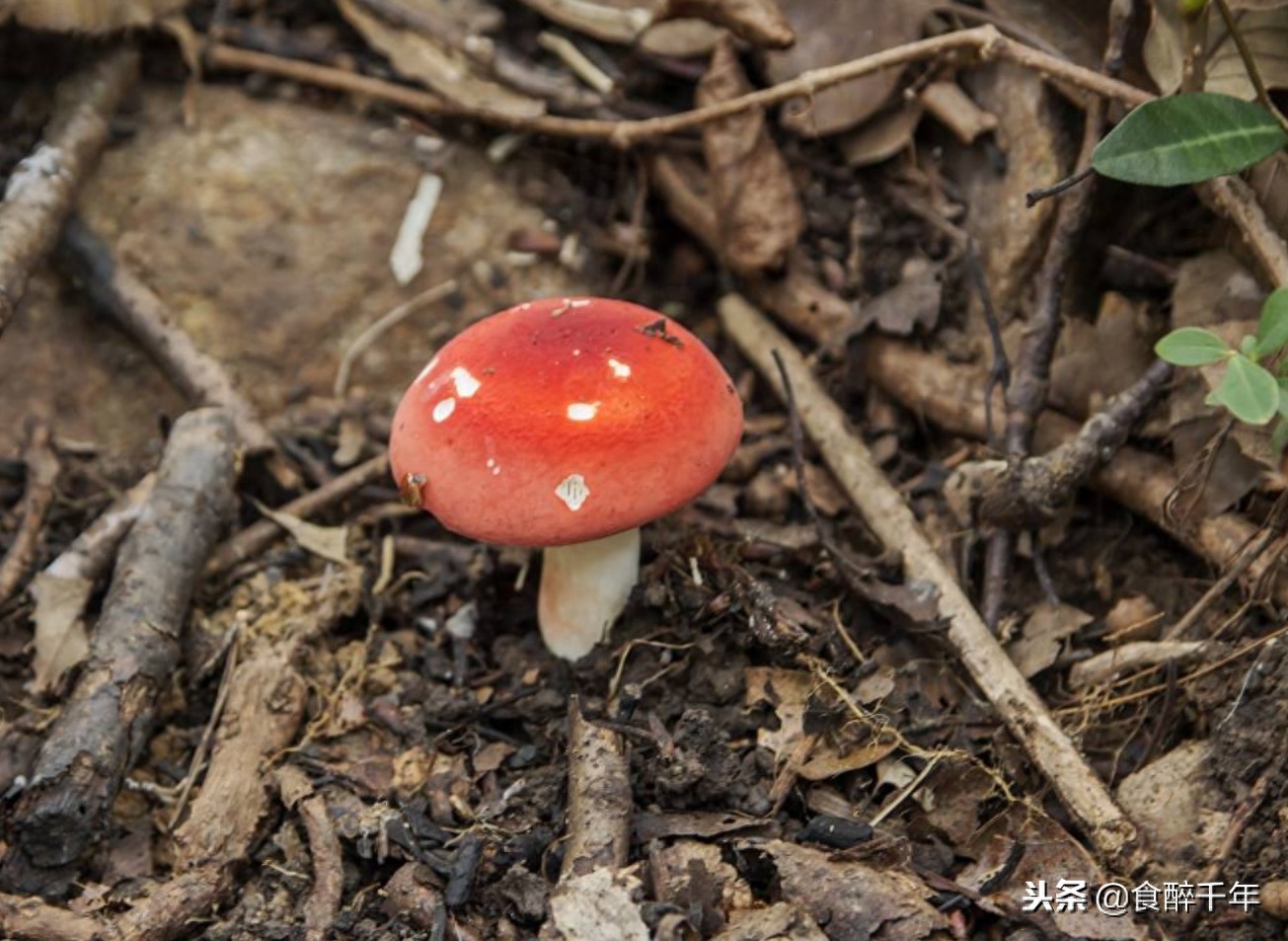 一组“菇中之王”好看的图片，带你了解曾经卖过千元一斤的红菇