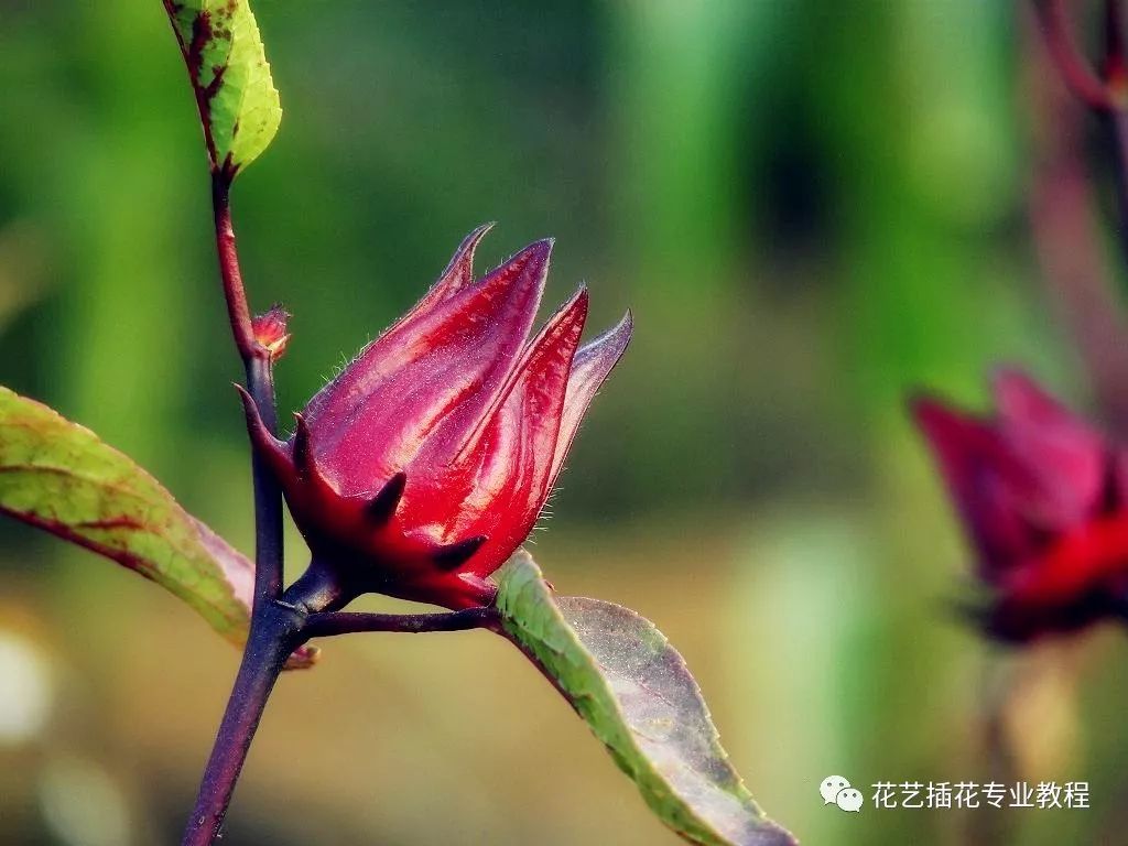 杨丽花歌仔戏新洛神_洛神花_花茶洛神花