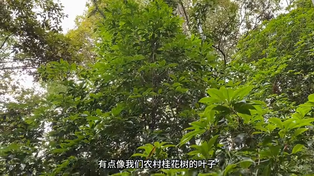 红菇种植技术_红菇坊火锅_红菇