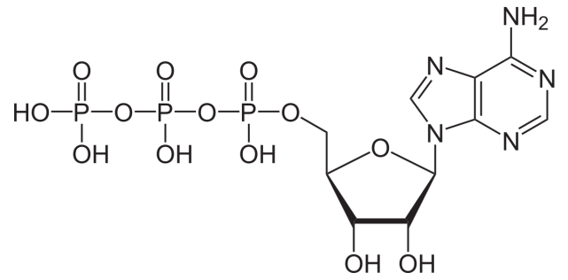 恒温动物有哪些_恒温动物有哪两大类_恒温动物有什么动物和什么动物