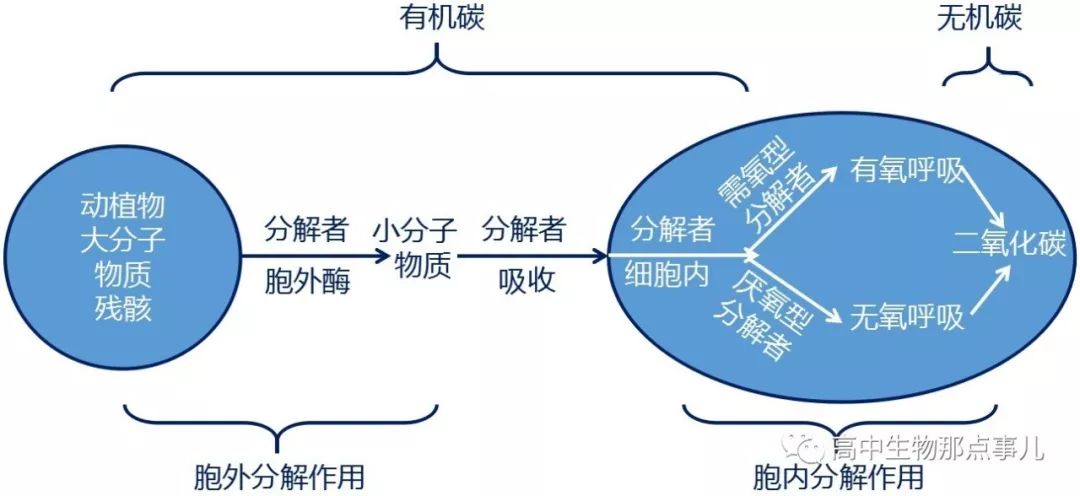 分解者还有什么者_分解者的作用_分解者的主要作用是什么