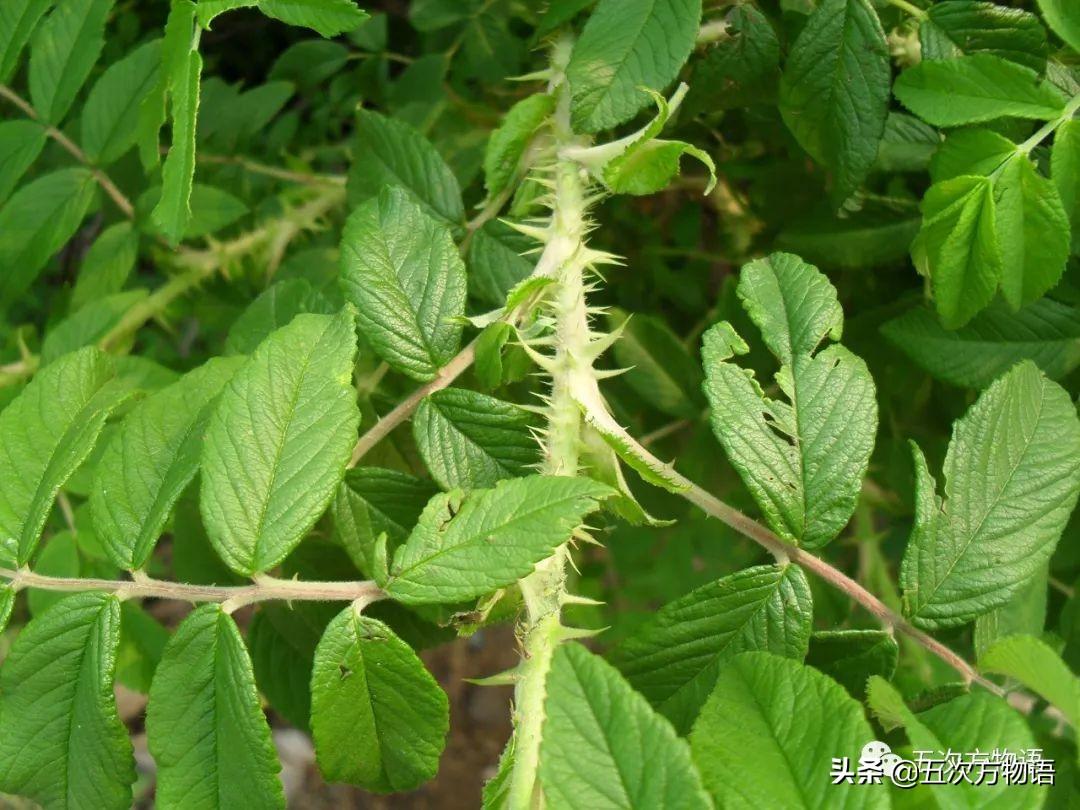 带刺的植物有哪些_植物带刺有毒吗_植物有刺的是什么植物