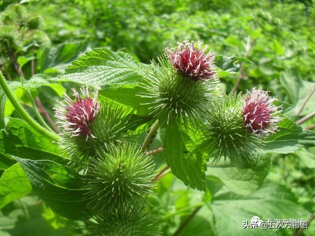 植物带刺有毒吗_植物有刺的是什么植物_带刺的植物有哪些