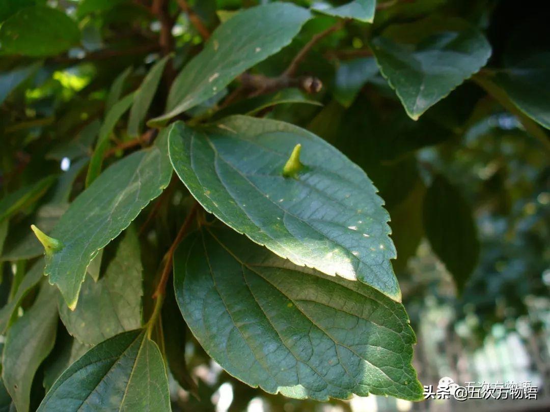 植物有刺的是什么植物_带刺的植物有哪些_植物带刺有毒吗