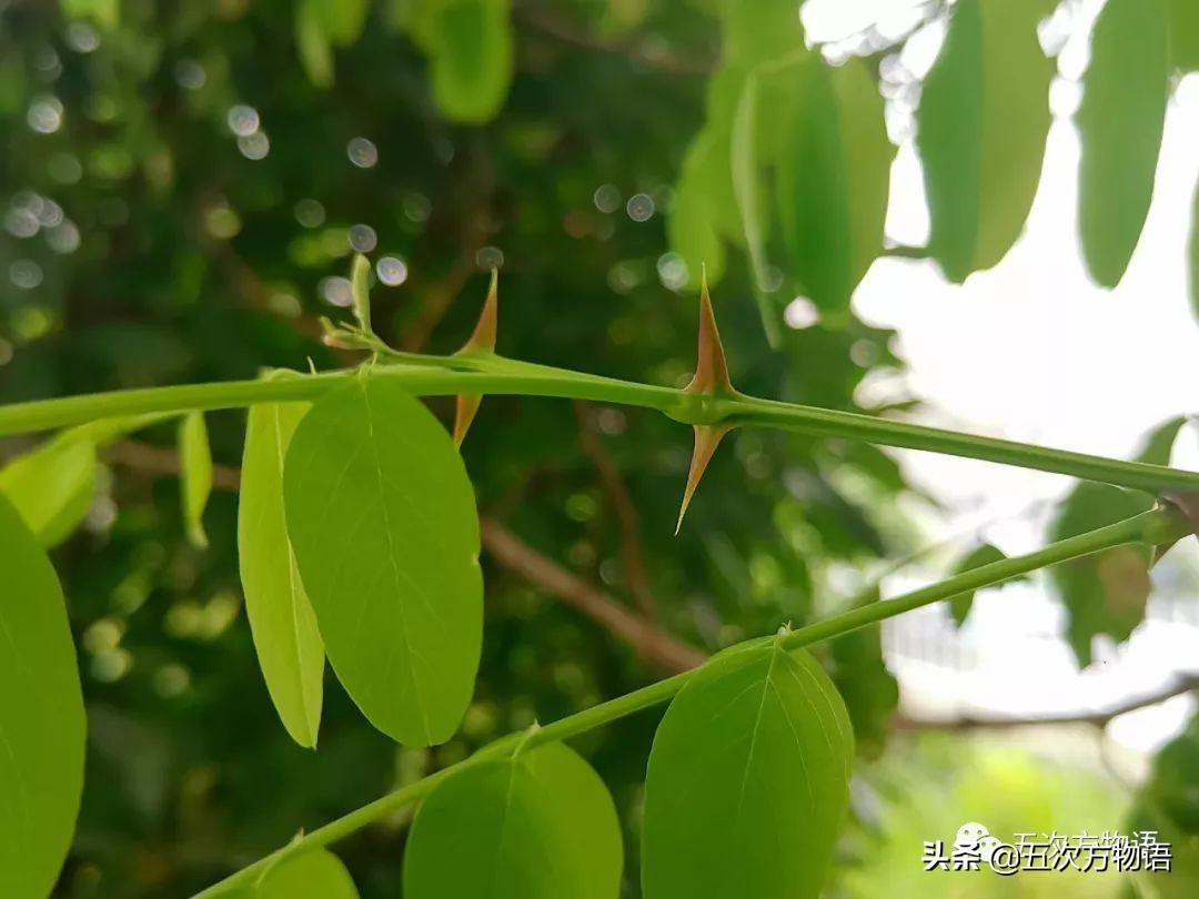 带刺的植物有哪些_植物带刺有毒吗_植物有刺的是什么植物