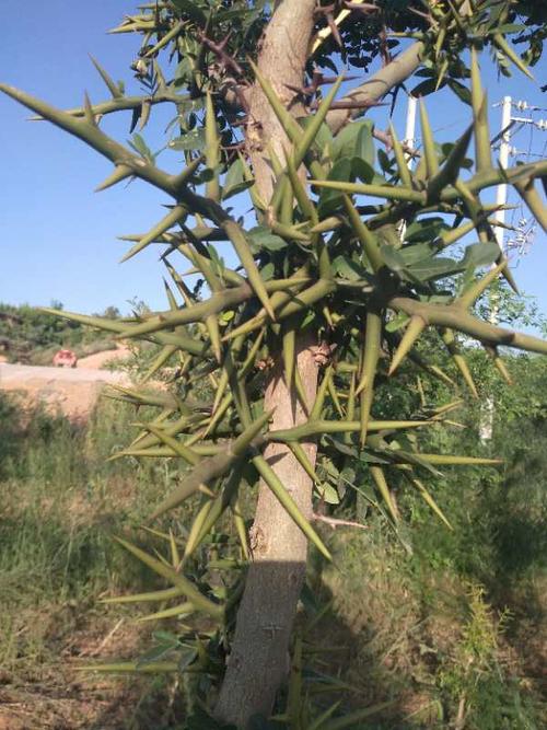 植物带刺有哪些_植物有刺的是什么植物_带刺的植物有哪些