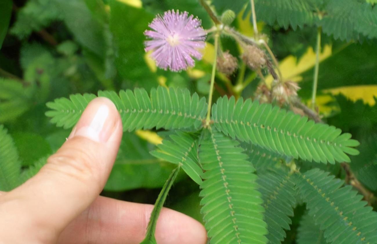 郁金香能室内种植吗_郁金香可以养在室内吗_郁金香室内养可以吗