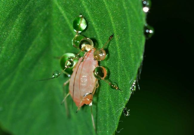 郁金香可以养在室内吗_郁金香能室内种植吗_郁金香室内养可以吗