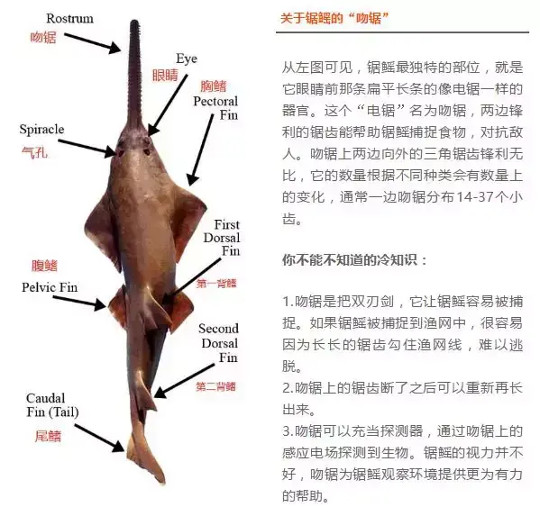 海怪哪个部位不能吃_吃海怪吃哪个部位_海怪吃哪个部位