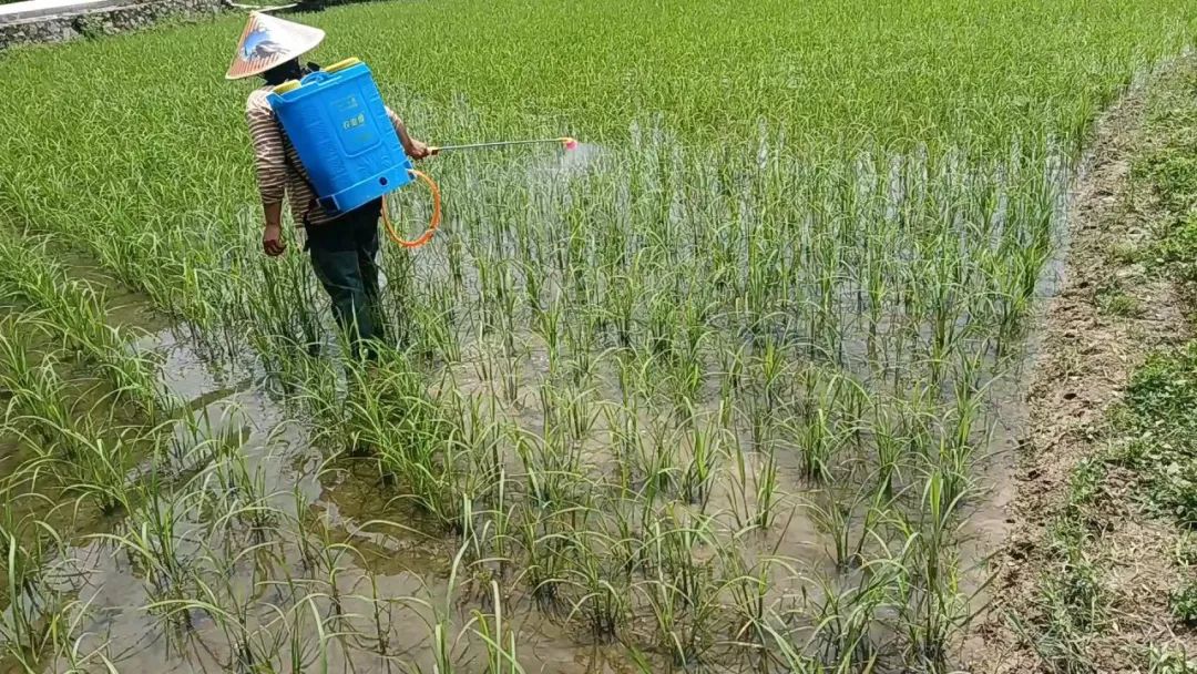 二甲戊灵除草剂适用范围_二甲戊灵除草原理_二甲戊灵除草剂对果树有影响吗