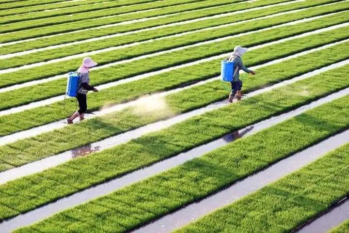 二甲戊灵除草原理_二甲戊灵除草剂适用范围_二甲戊灵除草剂对果树有影响吗