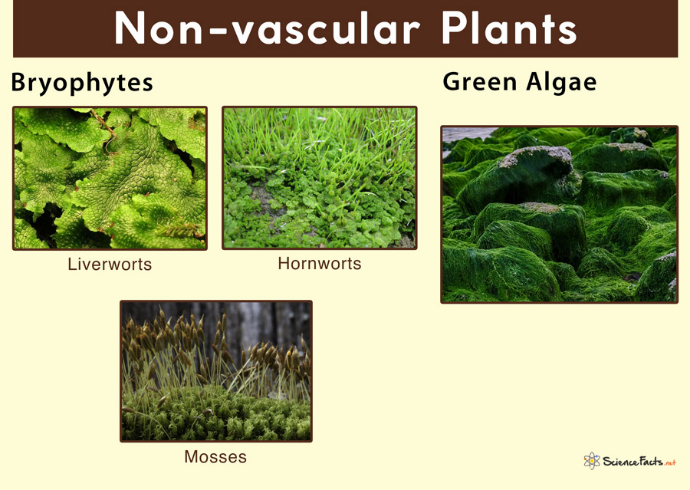 玉米双子叶植物还是单子叶植物_双子叶植物玉米种子结构_玉米是单子叶植物还是双子叶植物