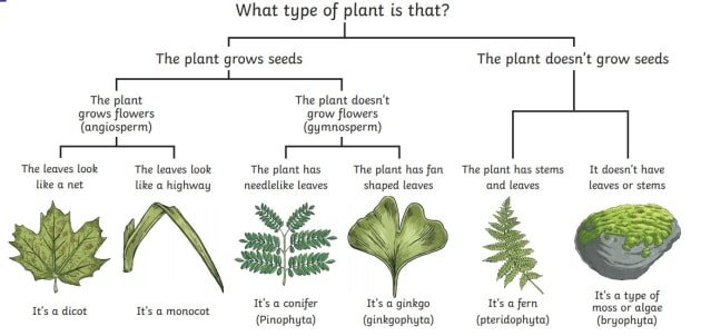 玉米是单子叶植物还是双子叶植物_玉米双子叶植物还是单子叶植物_双子叶植物玉米种子结构