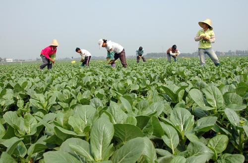 浇蔬菜肥料好吗_蔬菜用肥料_蔬菜浇什么肥料更好