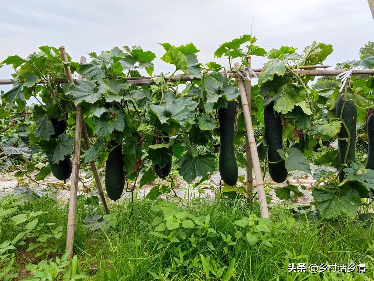 浇蔬菜肥料好用吗_蔬菜浇什么肥料更好_浇蔬菜肥料好不好