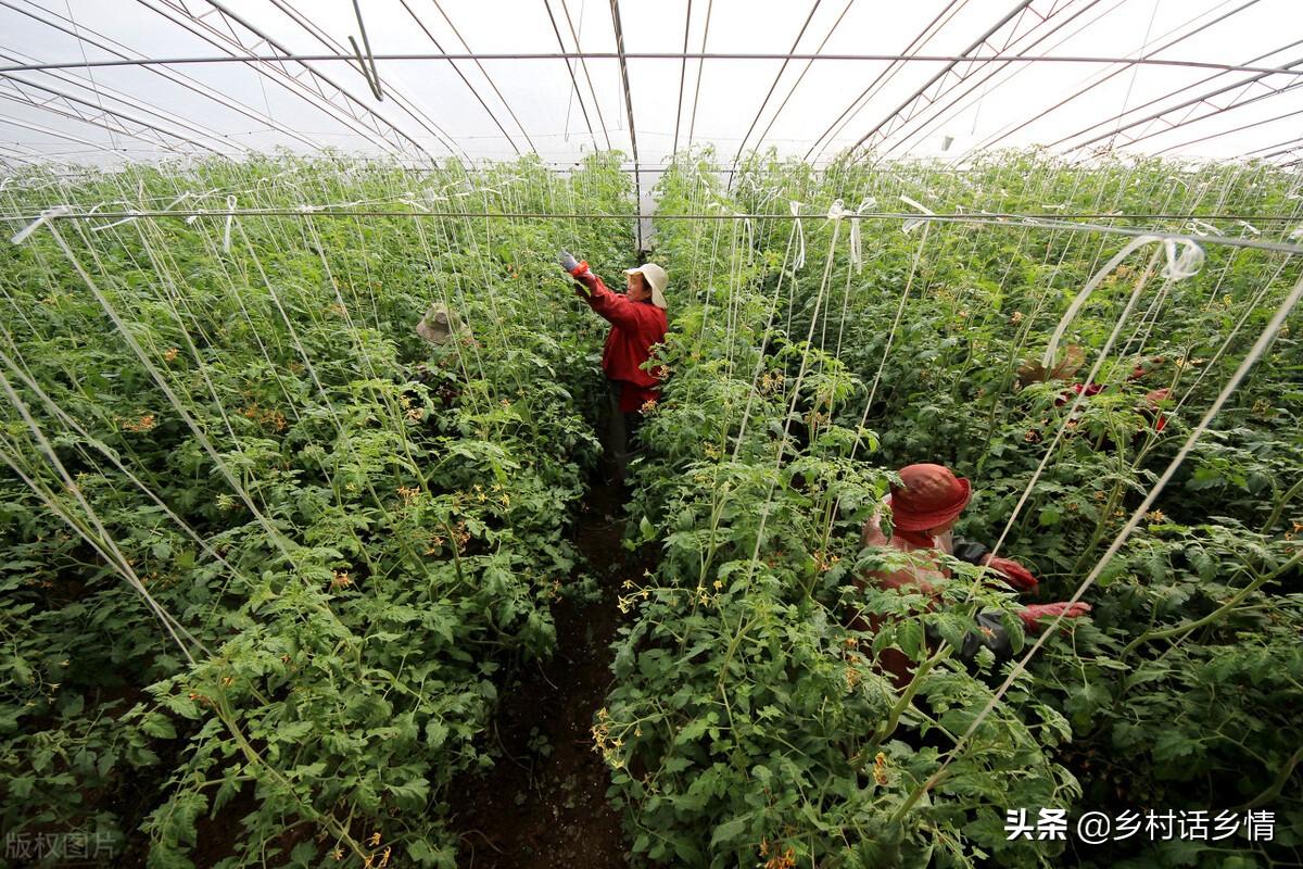 浇蔬菜肥料好用吗_浇蔬菜肥料好不好_蔬菜浇什么肥料更好