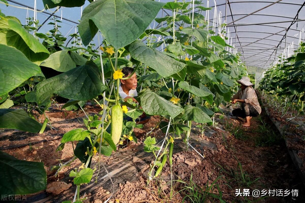 蔬菜浇什么肥料更好_浇蔬菜肥料好不好_浇蔬菜肥料好用吗