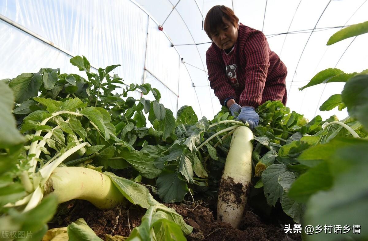 浇蔬菜肥料好吗_蔬菜浇什么肥料更好_蔬菜用肥料