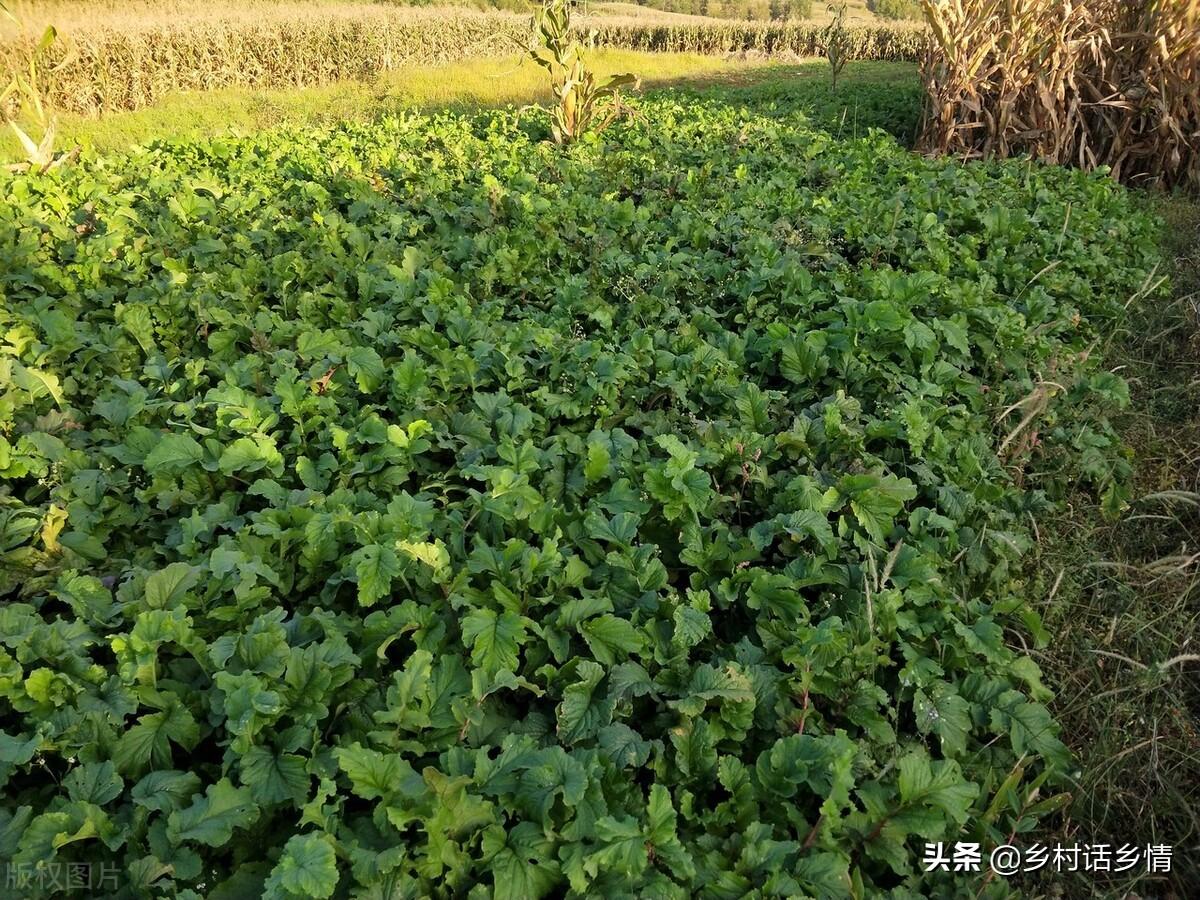 蔬菜浇什么肥料更好_蔬菜用肥料_浇蔬菜肥料好吗