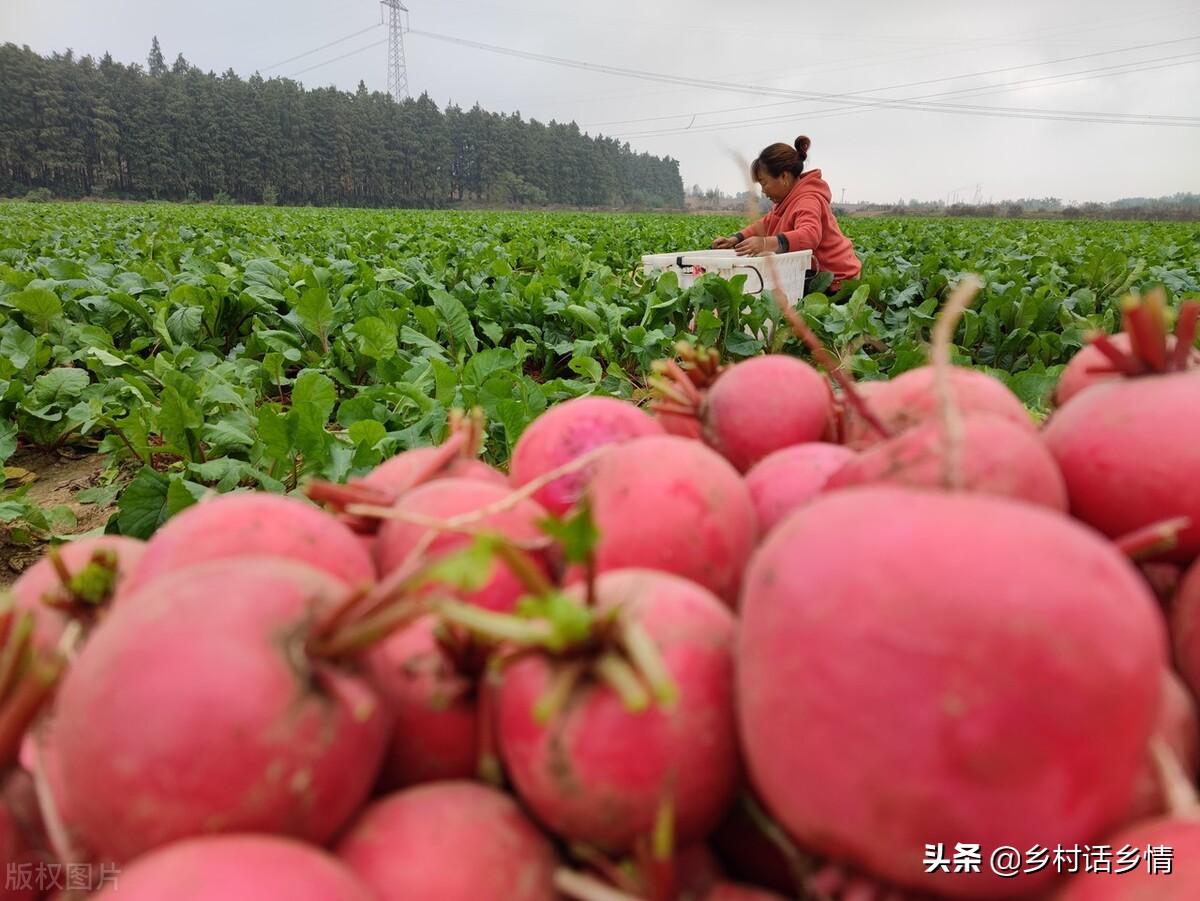 蔬菜浇什么肥料更好_蔬菜用肥料_浇蔬菜肥料好吗