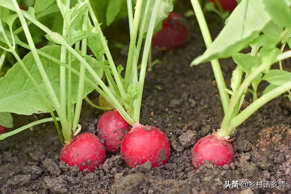 蔬菜浇什么肥料更好_浇蔬菜肥料好吗_蔬菜用肥料