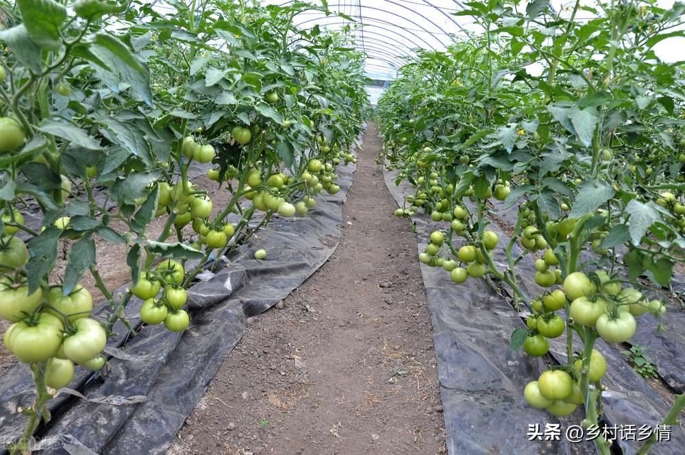 浇蔬菜肥料好吗_蔬菜用肥料_蔬菜浇什么肥料更好