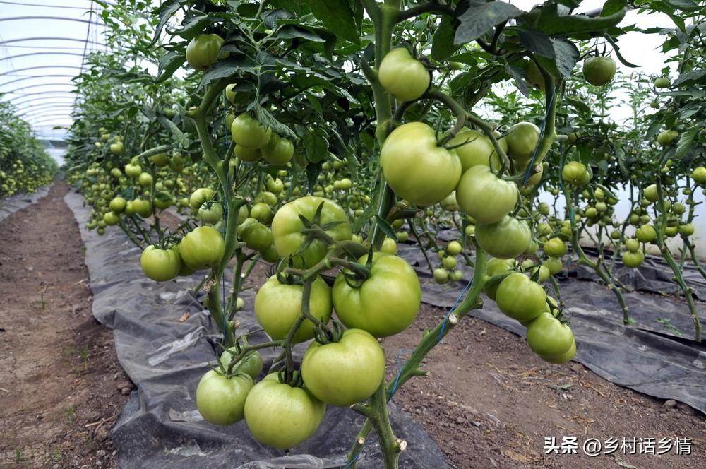 蔬菜浇什么肥料更好_浇蔬菜肥料好吗_蔬菜用肥料