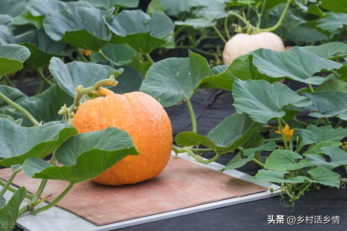 蔬菜用肥料_蔬菜浇什么肥料更好_浇蔬菜肥料好吗