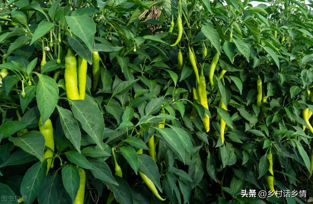 蔬菜用肥料_浇蔬菜肥料好吗_蔬菜浇什么肥料更好