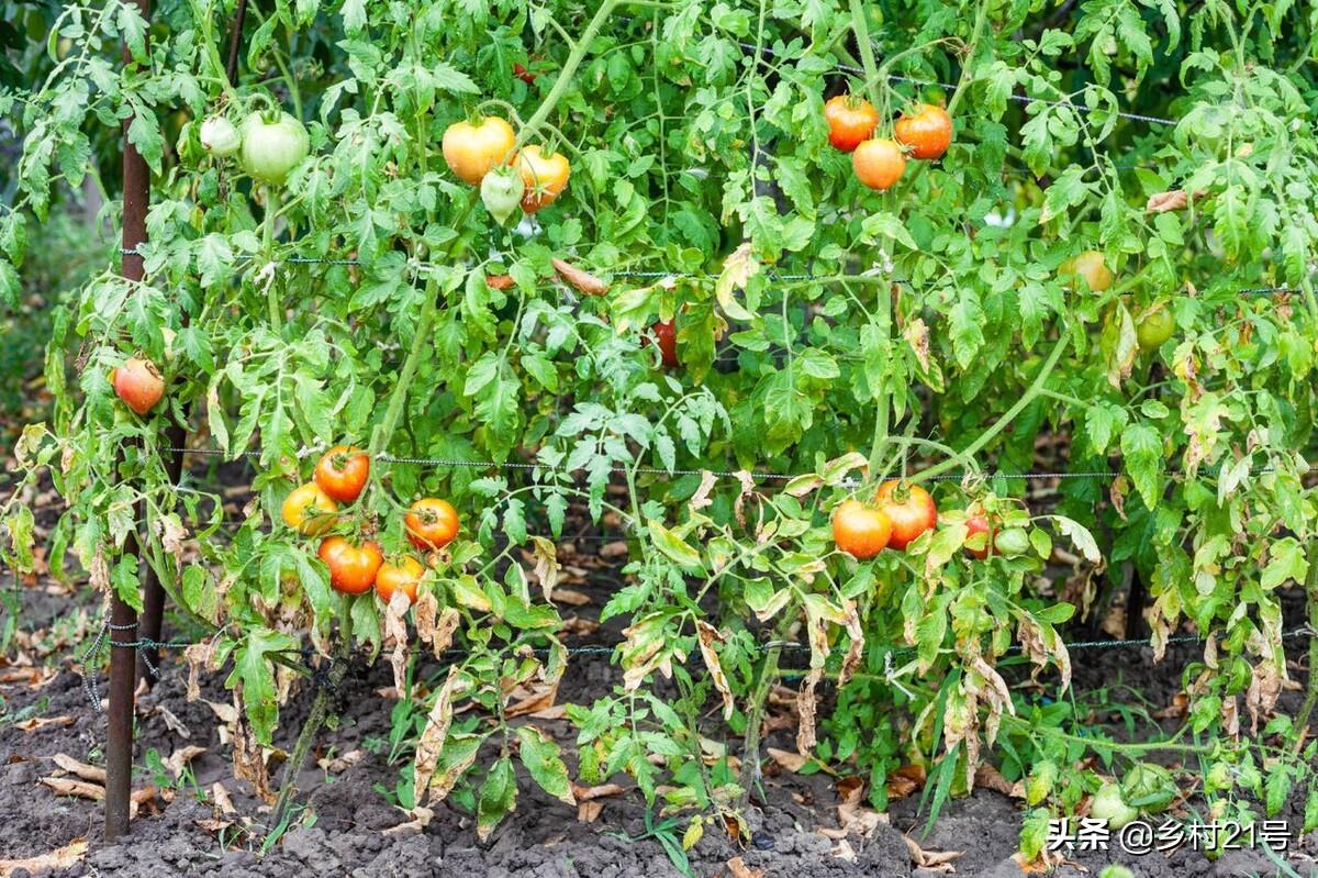 浇蔬菜肥料好吗_蔬菜浇什么肥料更好_蔬菜肥料可以浇花吗