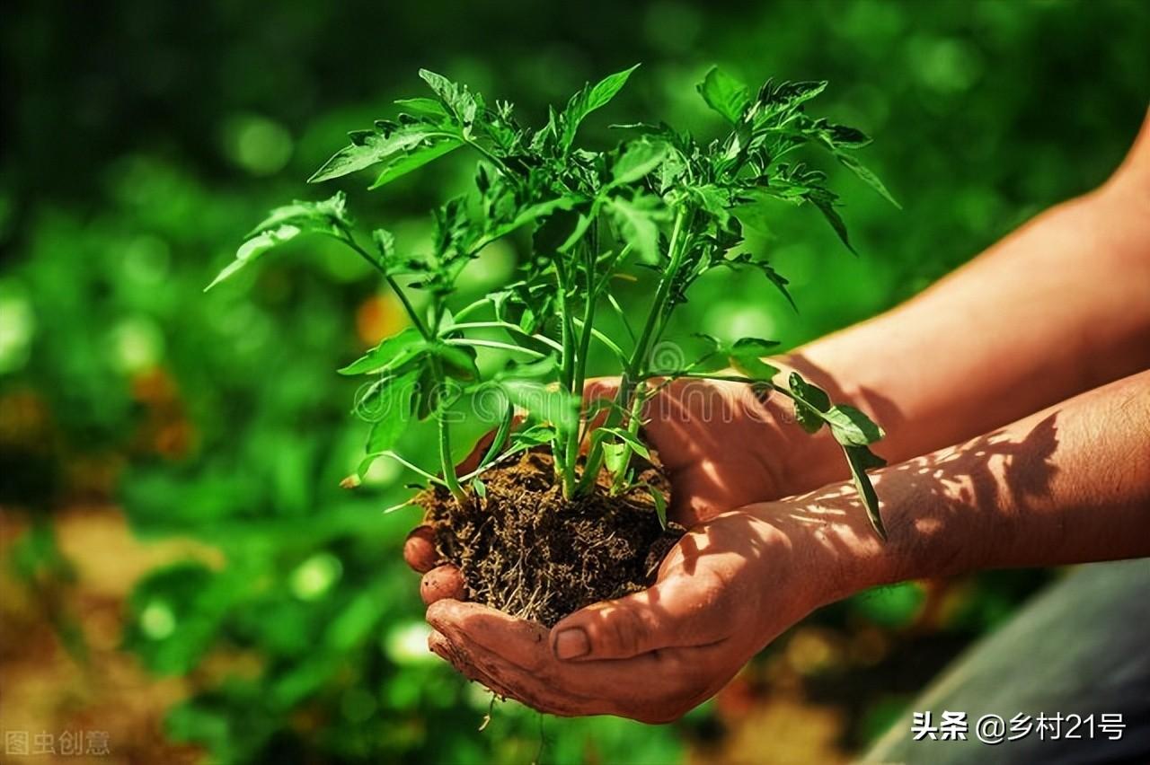 浇蔬菜肥料好吗_蔬菜肥料可以浇花吗_蔬菜浇什么肥料更好