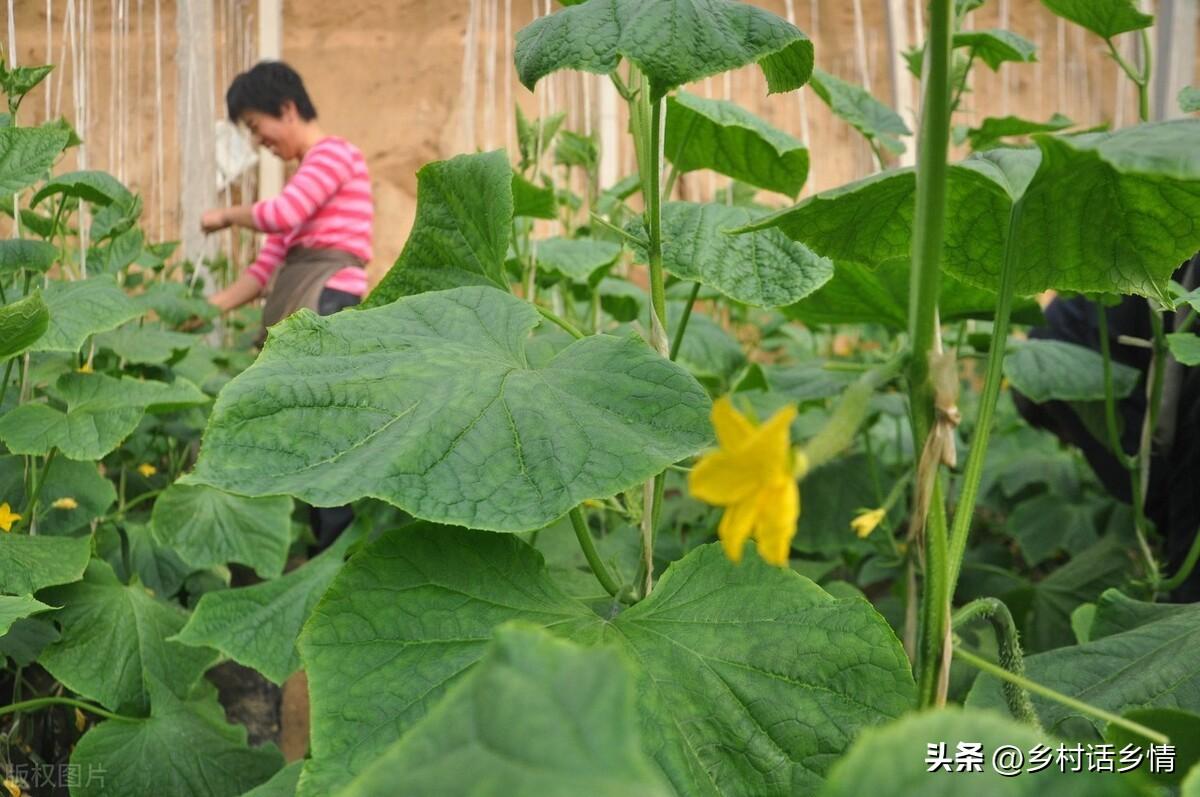 浇蔬菜肥料好用吗_浇蔬菜肥料好吗_蔬菜浇什么肥料更好